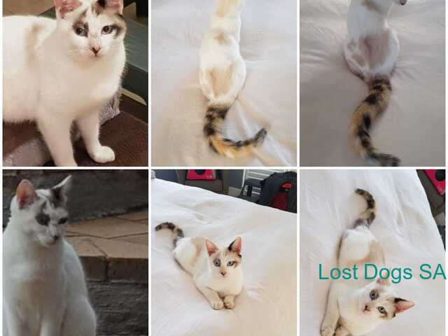 Lost White Cat on 11 December 2023