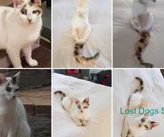 Lost White Cat on 11 December 2023