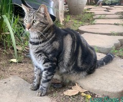 Missing Fat Tabby Cat