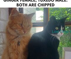 2 missing cats, ginger and a tuxedo