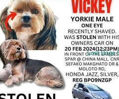One eye Yorkshire Terrier STOLEN with vehicle.
