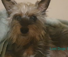 Yorkie mix missing in Sinoville since around 13:00 20 January 2024 / 3