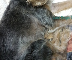 Yorkie mix missing in Sinoville since around 13:00 20 January 2024 / 4