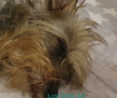 Yorkie mix missing in Sinoville since around 13:00 20 January 2024