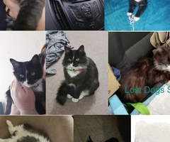 Missing cat have you seen Luna / 1