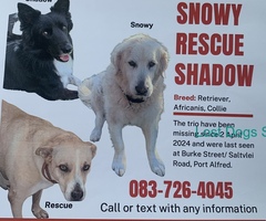 Three dogs missing since 2 April / 4