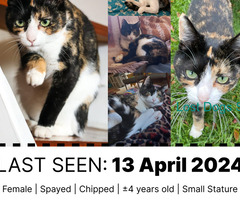 Lost Cat | Tortoise Shell with White Nose, Belly and Paws