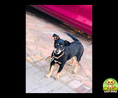 Female Medium size black dog cross with two brown spotss on face