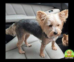 Female Yorkie. Name Juliet. Silver with brown. Extremely friendly.
