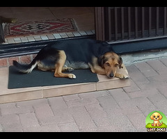 No collar, name is Max, sterilised but not chipped