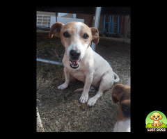 Jack Russel Terrier missing in Soweto