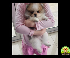 Pomeranian puppy