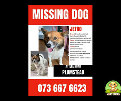 LOST DOG - JETRO - PLUMSTEAD AREA - PLEASE HELP!
