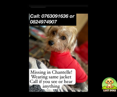 Phoenix - a Small Yorkshire terrier mix with Dachshund Dressed in red buffer jacket