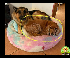 Golden brown spaniel, wearing black collar, answers to Bella or BellaBoo