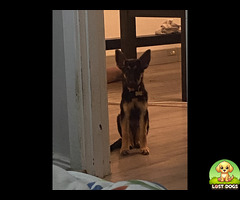 German shepherd puppy Missing