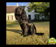 Black Cocker Spaniel, Male, Medium Size