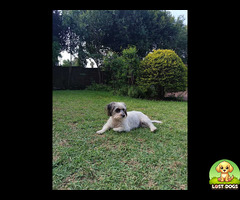 White dog, small to medium size, friendly, responds to Sibi.