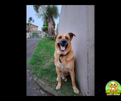 Brown German Shepard with Black Collar (Russel)