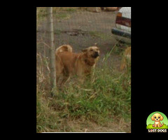 Brown Alsatian with black mouth. Has a collar on.