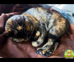 Meow Meow:  Domestic / Female / Tortoiseshell cat