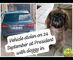 Stolen with car - Brown 8 year old pekingese