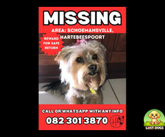 A female Yorkshire Terrier in Hartebeespoort
