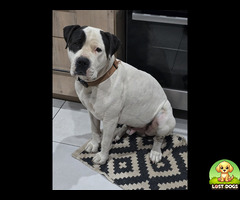 White and black pitbull, has a black spot over the eye and on the back