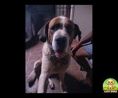 St Bernard, Brown and white