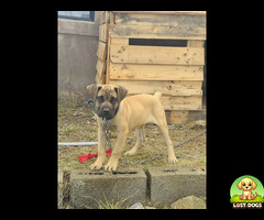Brown boerboel puppy with cutted tail