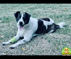 Black and white small to medium sized Responds to his name Oreo.