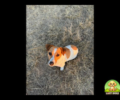 Medium Sized Jack Russell, Female, Named Bella