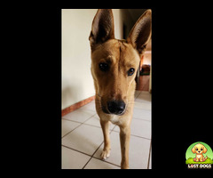 Found. Tan Large breed dog in Heuweloord, Centurion.
