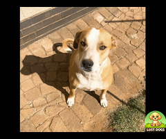 Lost Pitbull Cross in Germiston, Gauteng