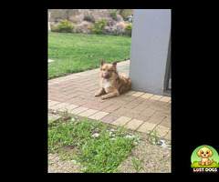 Golden brownish fur on most of his body and white fur on his tummy and the bottom of his body.