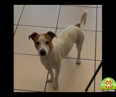 Missing jack Russel