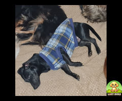 Jet black / Grey Beard - Mix Breed Jack Russel - Orange Grove Area -  JHB