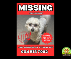 Lost white Maltese poodle mooikloof equestrian estate Pretoria