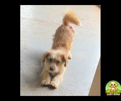 Lost Dog in Pretoria East