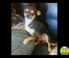 Missing chihauhau "Bienkie"