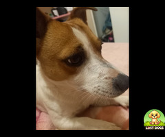 Lost jack russell in amandersig