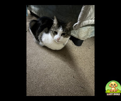 Lost cat Northgate