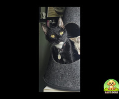 Lost cat in durbanville/kraaifontein