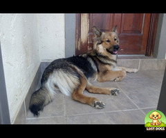 Lost Cross German Shepard in Caversham Wilson Drive