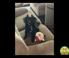 Lost dog - Otis