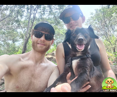 Lost black small dog