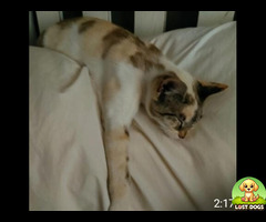 LOST FEMALE CAT IN DURBANVILLE