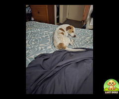 Lost jackrussel chihuahua mix, brown and white.