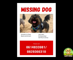 Yorkie lost in Port Edward