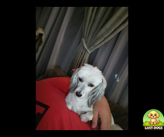 Lost small white maltese poodle female